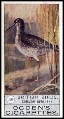 88 Common Redshank